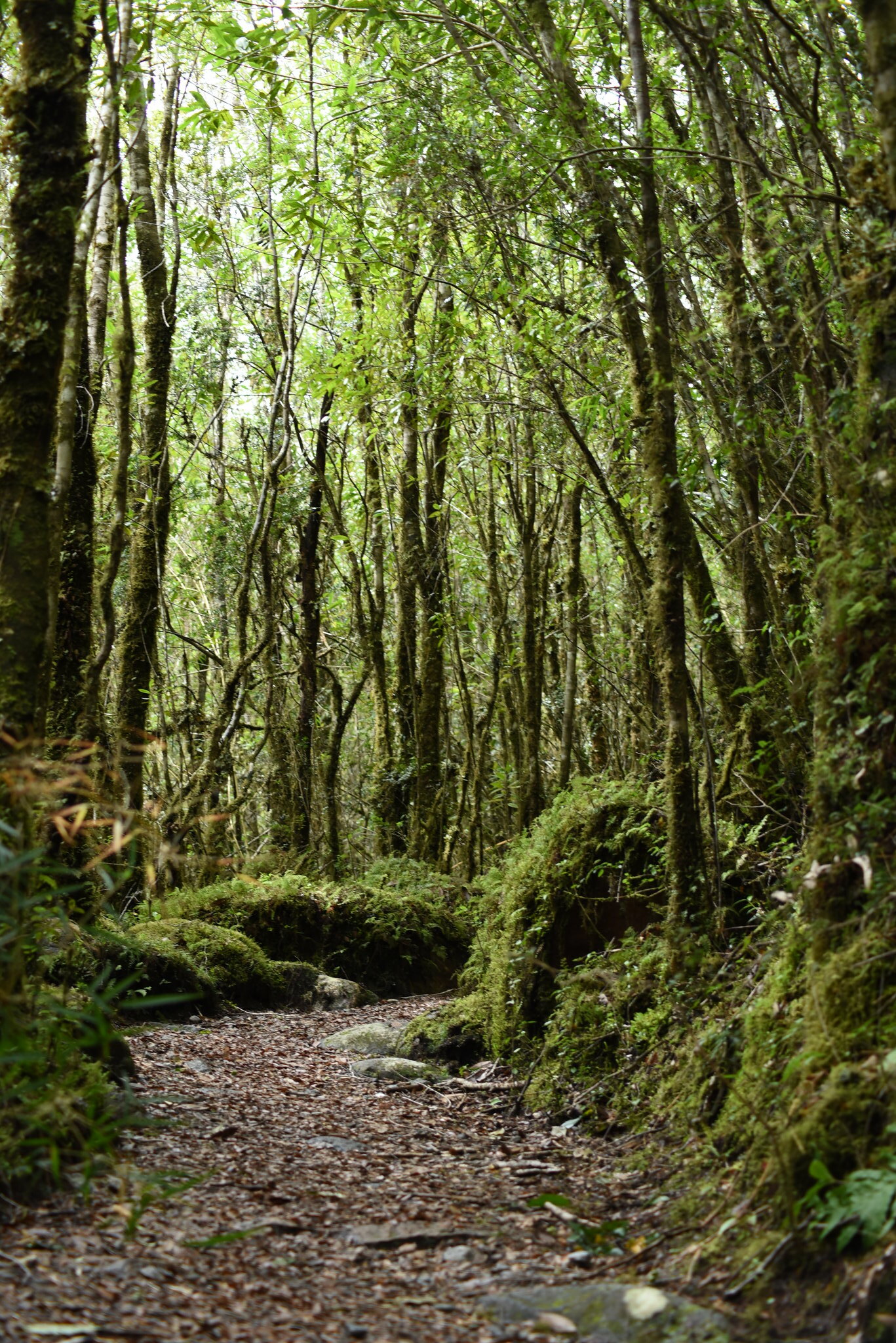 Parque Nacional Queulat 2017