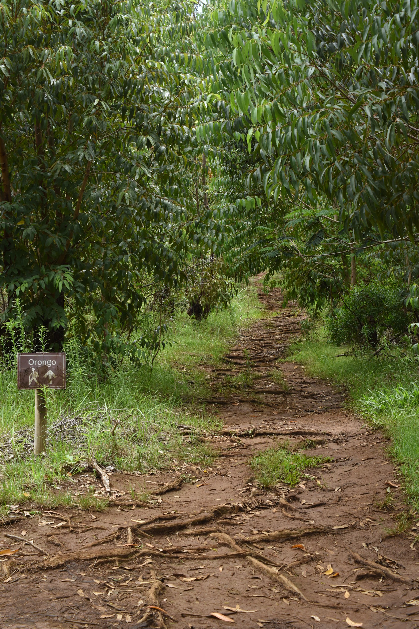 Camino Ancestral