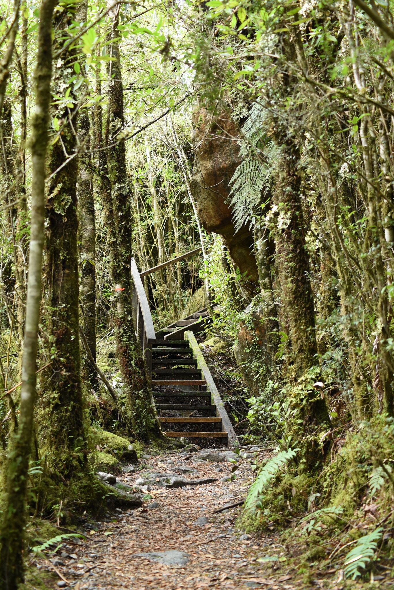 Parque Nacional Queulat 2017