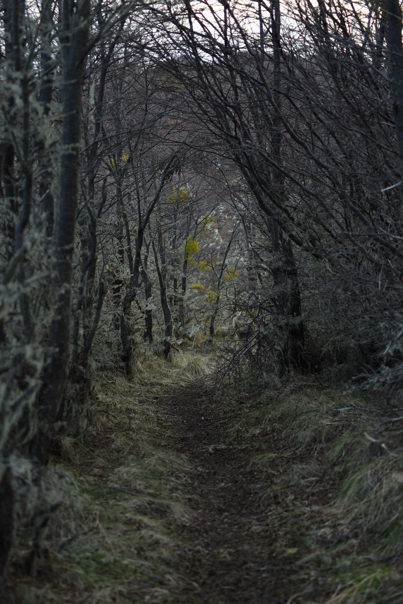 Invierno, Reserva Nacional Dos Lagos