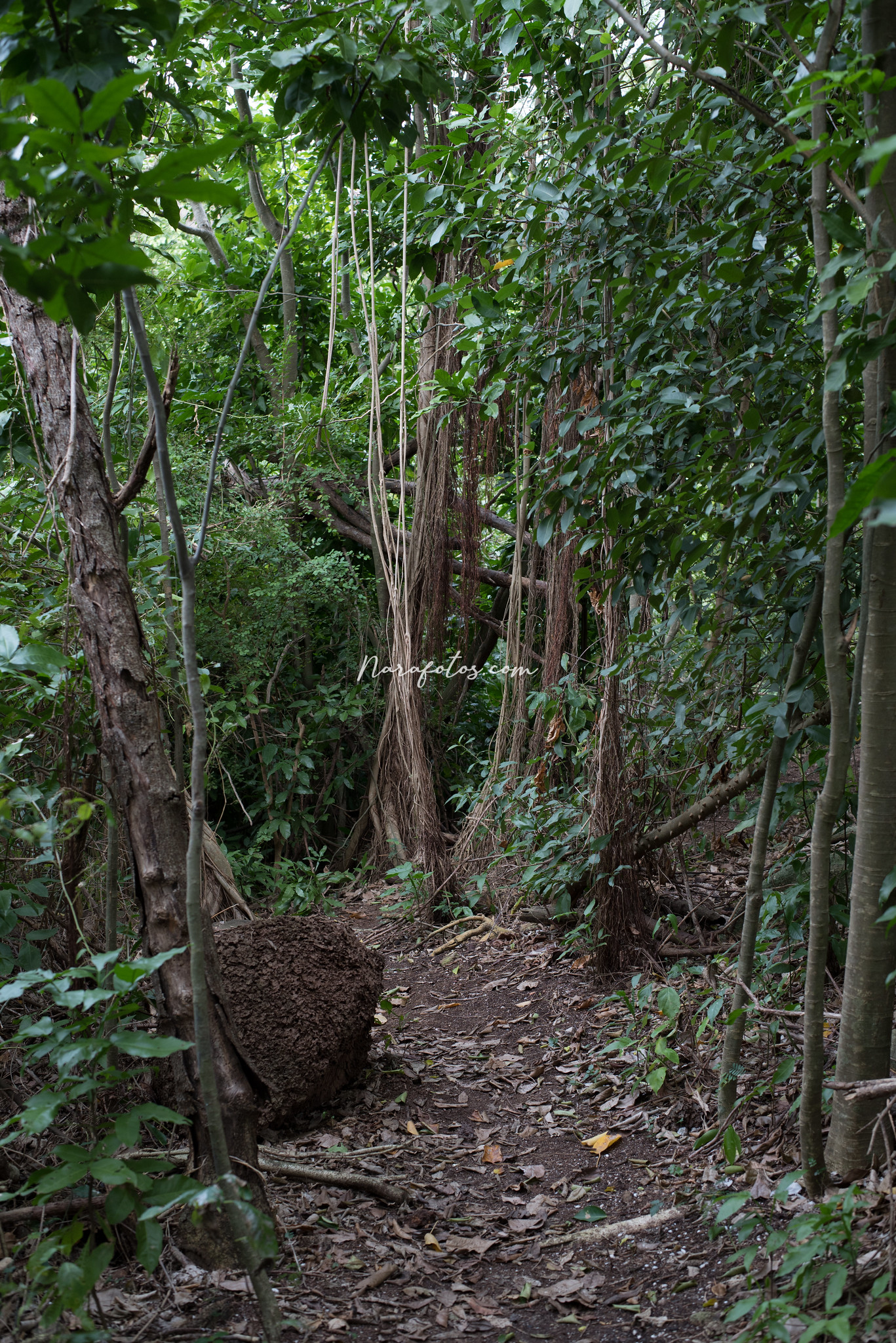 Azucarera, Vieques